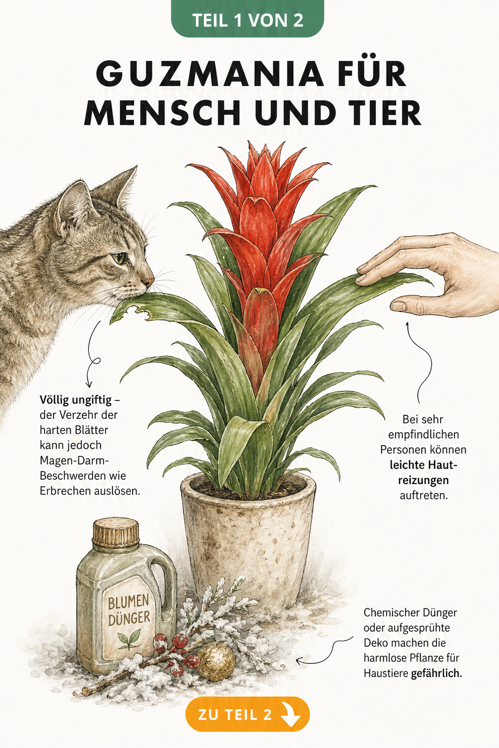 Botanische Illustration einer Guzmania mit Katze und Hand, die auf Ungiftigkeit und mögliche Hautreizungen hinweist
