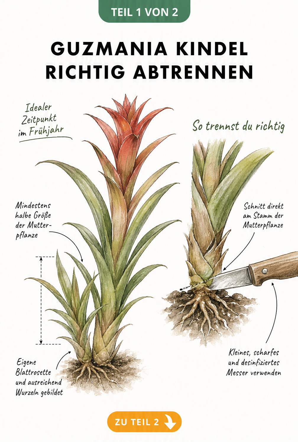 Botanische Illustration einer Guzmania-Mutterpflanze mit einem seitlich wachsenden Kindel und Hinweisen zum idealen Trennzeitpunkt