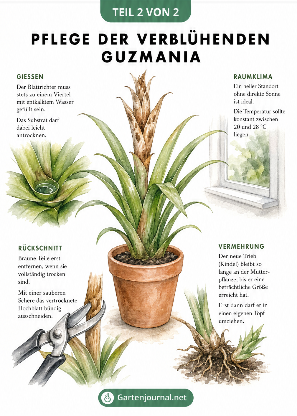 Aquarell-Illustration einer Guzmania, die das richtige Gießen, den Rückschnitt und die Vermehrung durch Kindel zeigt.