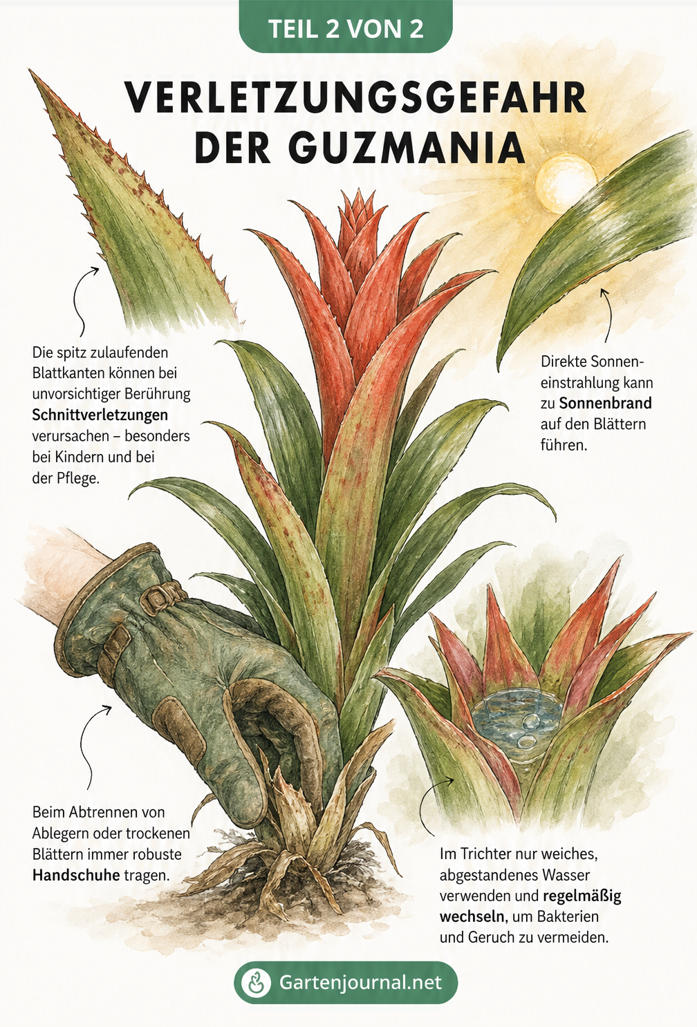 Nahaufnahme eines Guzmania-Blattes und einer Hand mit Gartenhandschuh, die vor Schnittverletzungen warnt