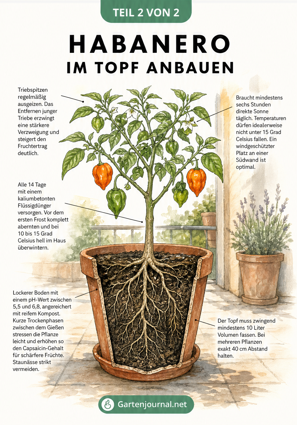 Querschnitt eines bepflanzten Terrakotta-Topfes mit einer Habanero-Pflanze und Tipps zu Anbau, Pflege und Standort
