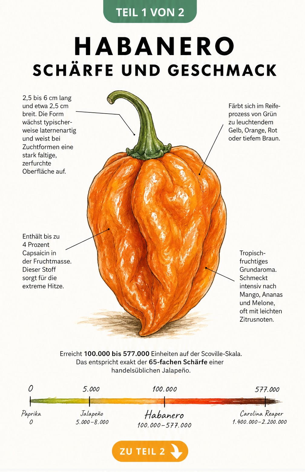 Botanische Illustration einer reifen Habanero-Frucht mit Erklärungen zu Schärfe, Geschmack und Aussehen