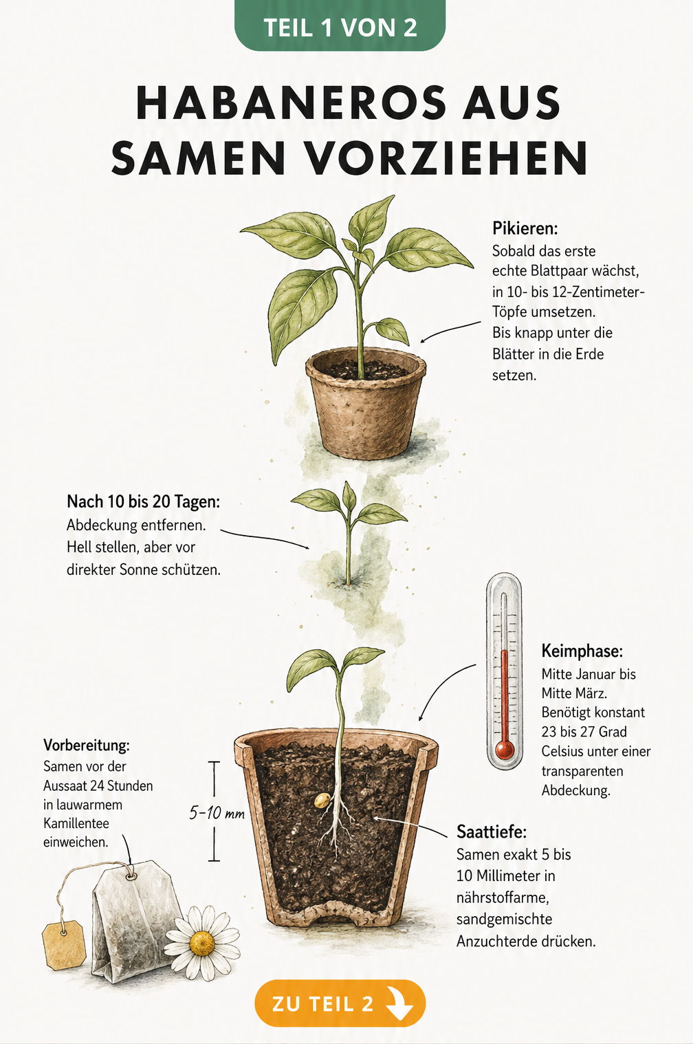 Botanische Illustration der Habanero-Anzucht vom Samen bis zur Jungpflanze mit Hinweisen zu Saattiefe, Keimphase und Pikieren