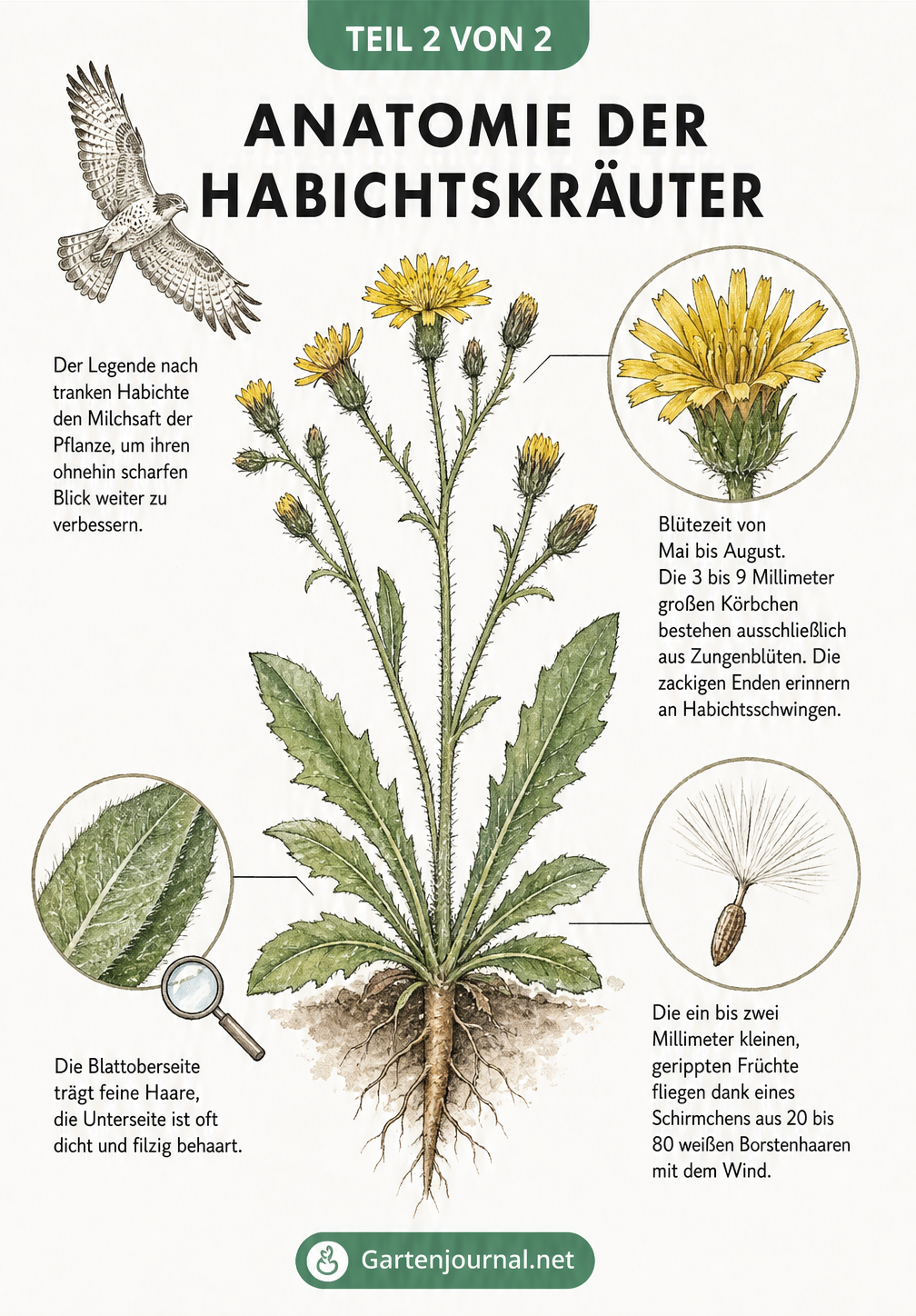 Detaillierte botanische Zeichnung der Anatomie eines Habichtskrauts mit Fokus auf Blüte, Blattquerschnitt und Samen