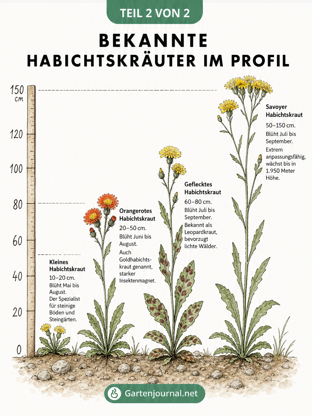 Vergleich der Wuchshöhen von vier Habichtskraut-Arten: Kleines, Orangerotes, Geflecktes und Savoyer Habichtskraut