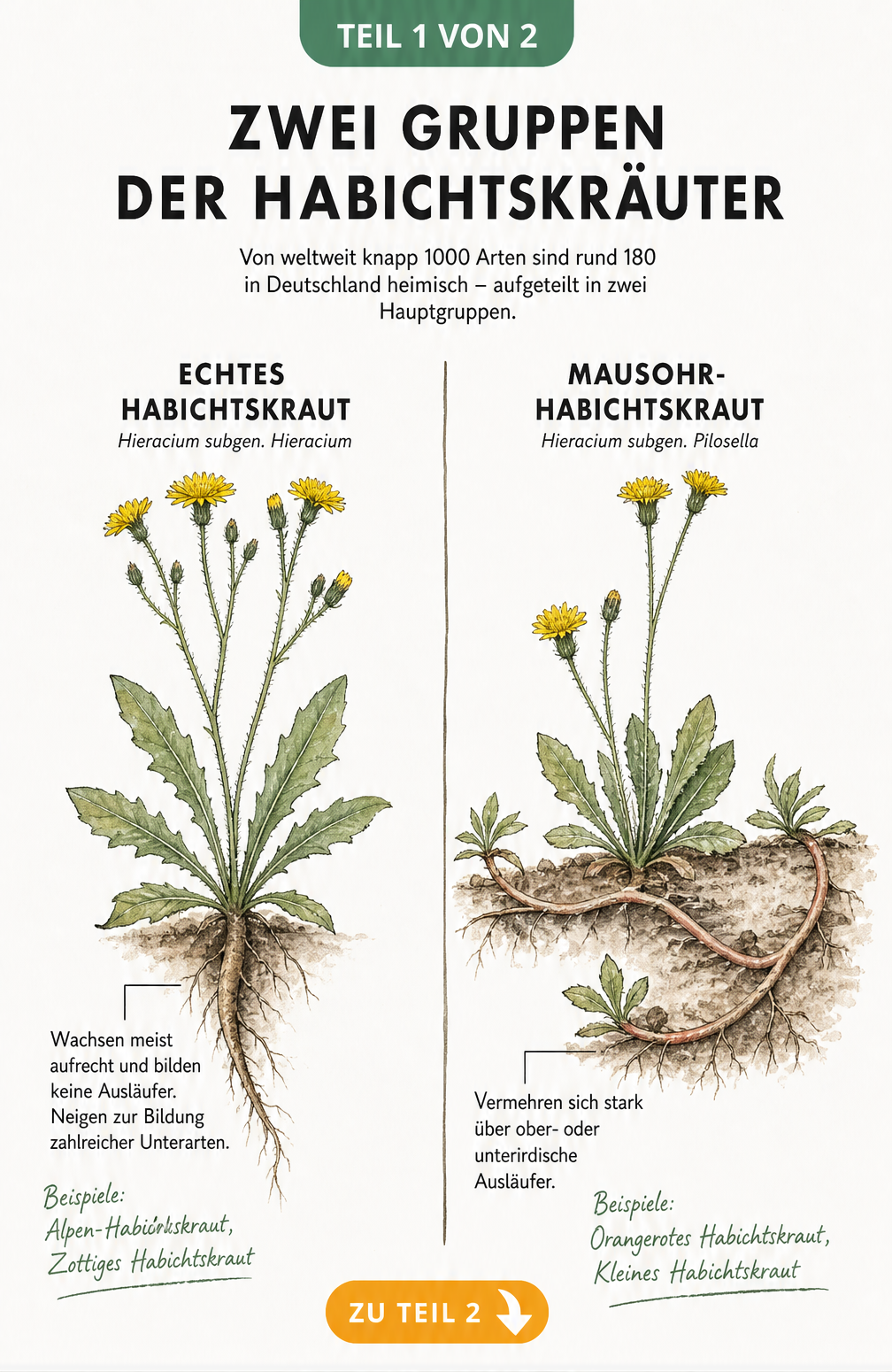 Illustration der zwei Hauptgruppen der Habichtskräuter: Echtes Habichtskraut und Mausohr-Habichtskraut mit ihren Wuchsformen