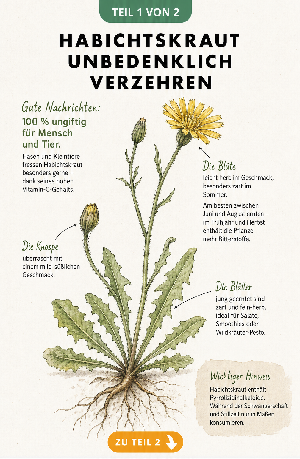 Botanische Illustration einer Habichtskraut-Pflanze mit Hinweisen zur Ungiftigkeit und Erntezeit