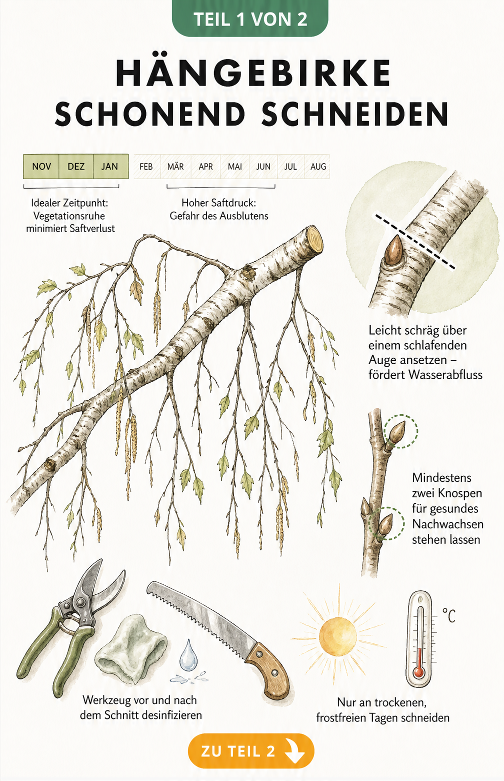 Illustration eines Birkenastes mit Jahresleiste zum idealen Schnittzeitpunkt und Detailzeichnung zum schrägen Schnittwinkel