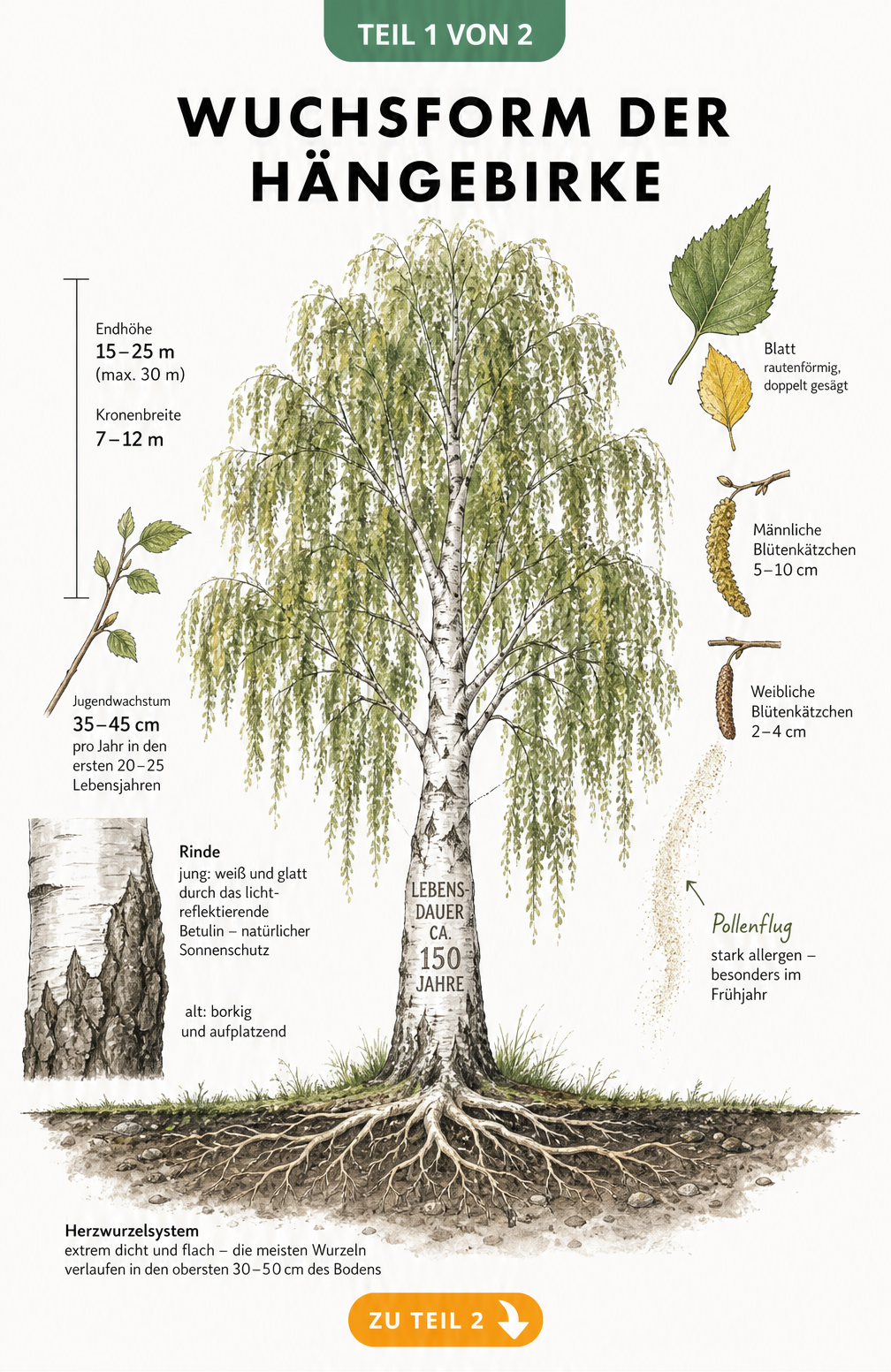Botanische Illustration der Hängebirke mit Wuchsform, Rinde, Wurzeln und Blättern