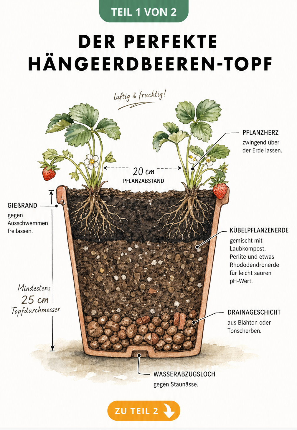 Querschnitt eines bepflanzten Topfes für Hängeerdbeeren mit Erdschichten und Drainageschicht