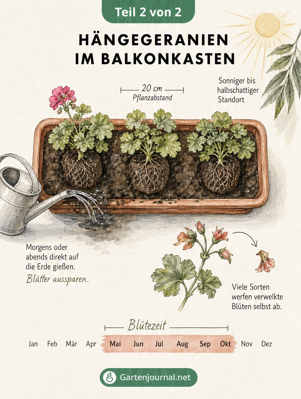 Skizze eines bepflanzten Balkonkastens mit Hängegeranien und Pflegetipps zu Standort, Gießen und Ausputzen