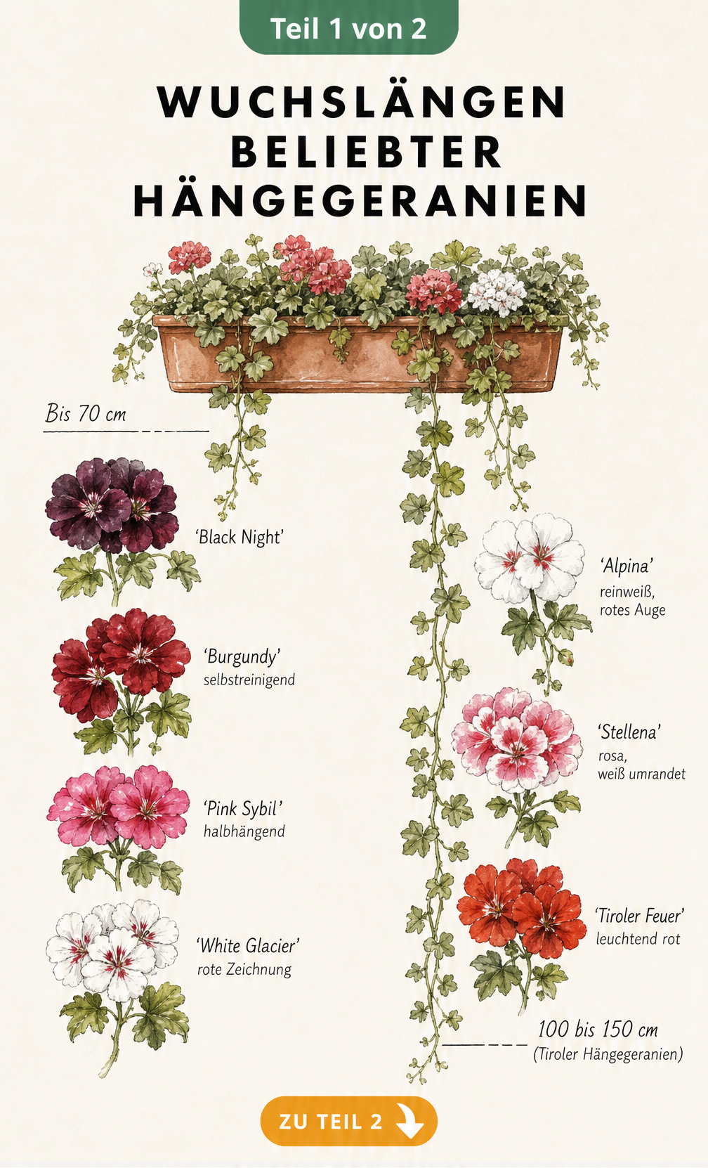 Botanische Illustration verschiedener Hängegeranien-Sorten mit ihren Wuchslängen im Balkonkasten