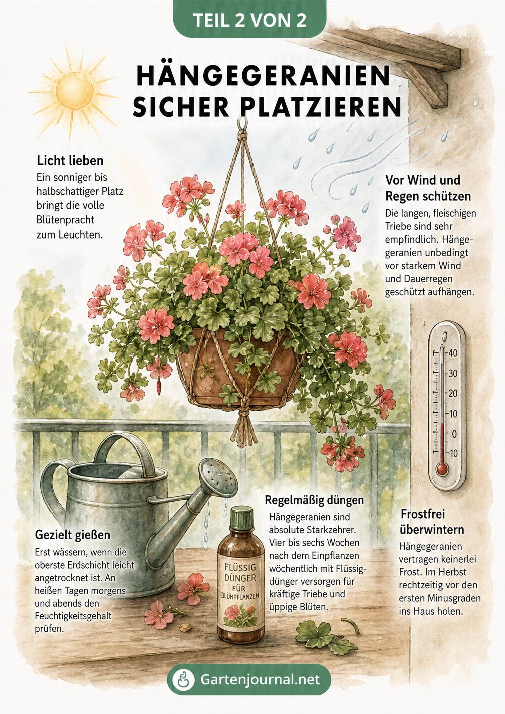 Aquarell-Zeichnung einer Hängegeranie in einer Blumenampel auf einem überdachten Balkon mit Gießkanne und Dünger