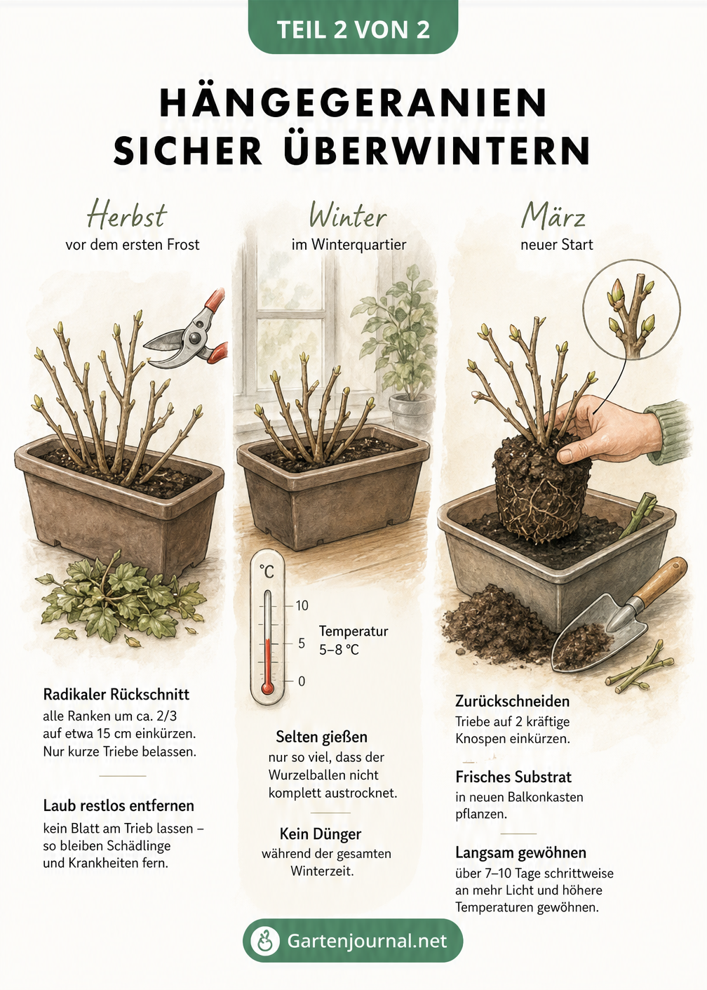 Drei Illustrationen zeigen den Lebenszyklus der Hängegeranie beim Überwintern: Rückschnitt im Herbst, Winterquartier und Umtopfen im März.