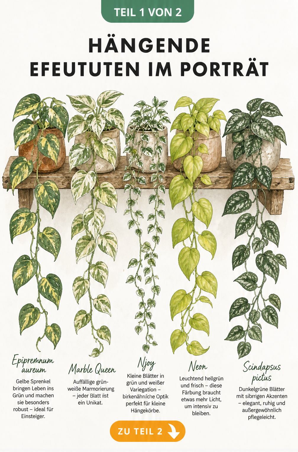 Botanische Aquarell-Illustration von fünf hängenden Efeututen-Sorten in Tontöpfen auf einem Holzregal