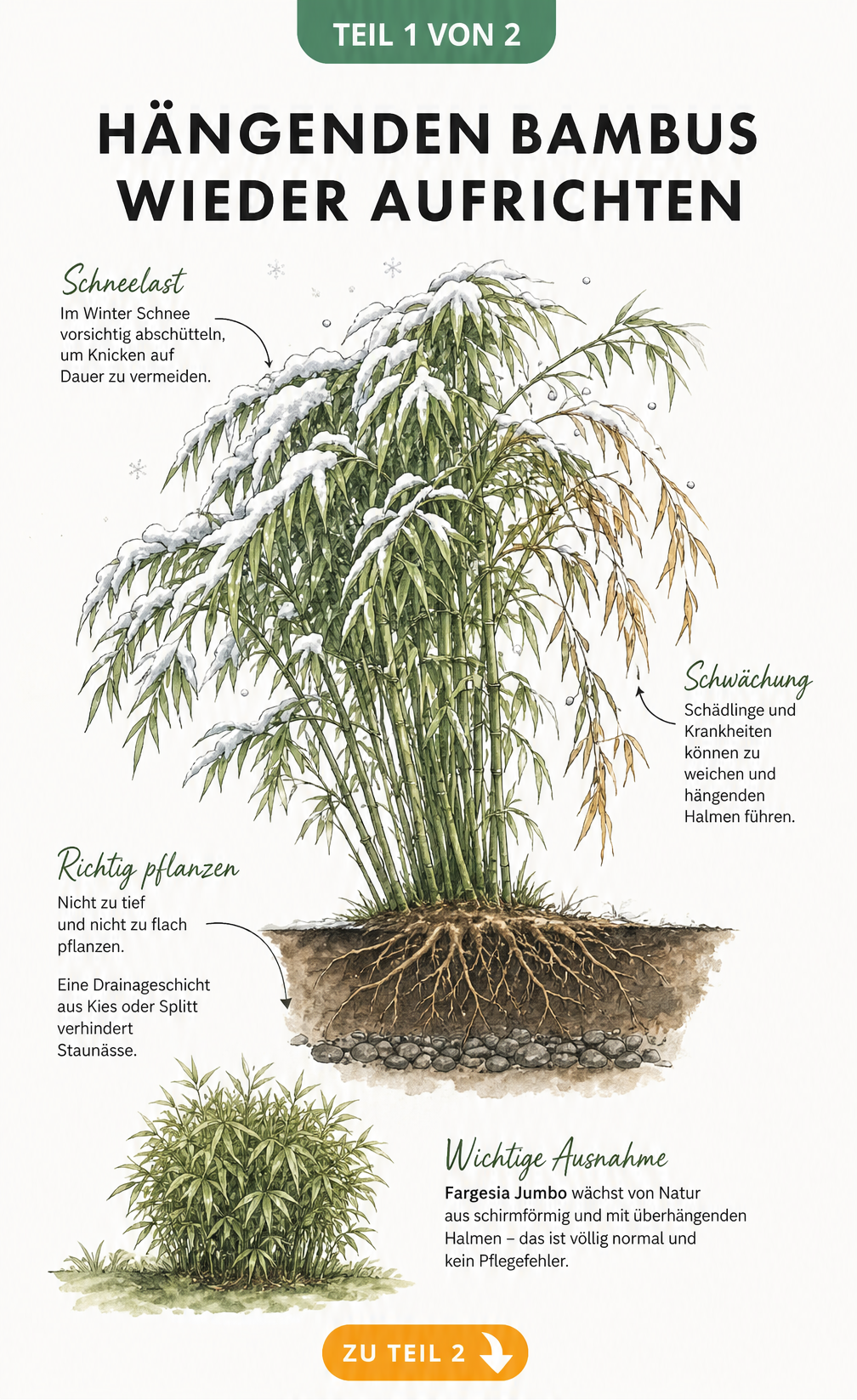 Botanische Illustration eines hängenden Bambusstrauchs mit Erklärungen zu Pflanztiefe, Schneelast, Schädlingen und der Sorte Fargesia Jumbo