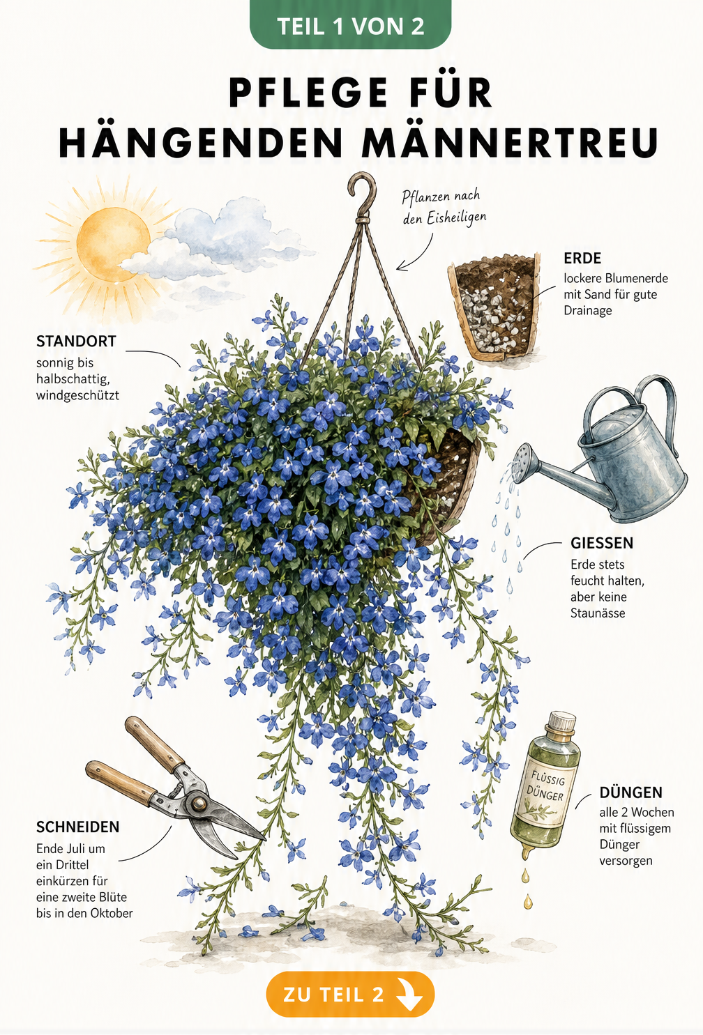 Botanische Illustration einer Blumenampel mit hängendem Männertreu und Pflegehinweisen zu Standort, Gießen, Düngen und Schnitt