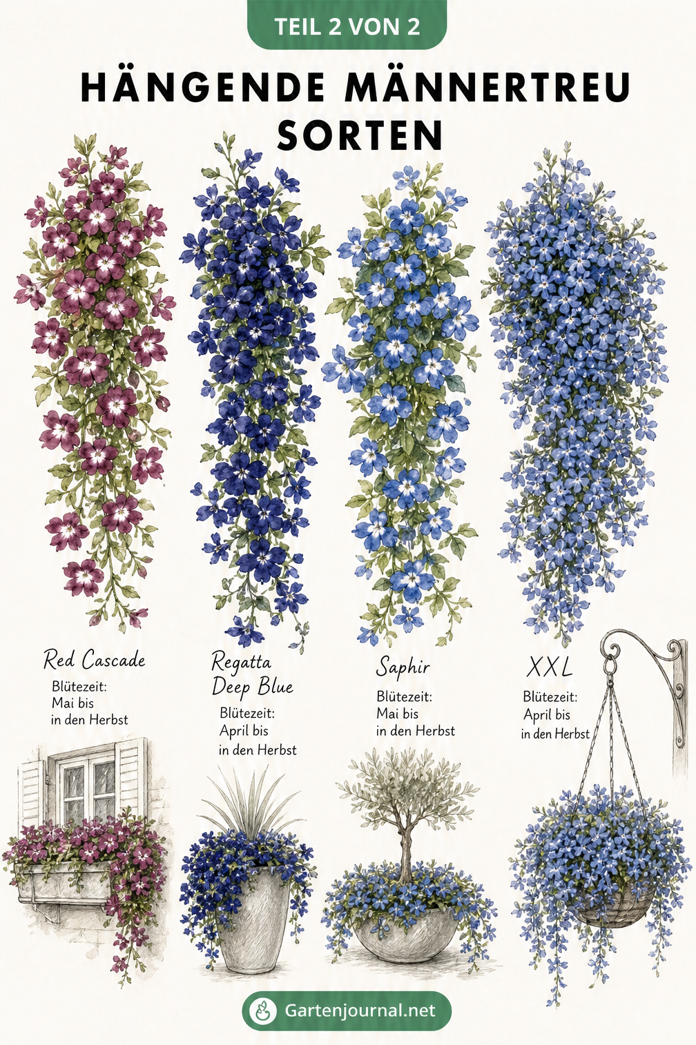 Aquarellierte Übersicht von vier hängenden Männertreu-Sorten: Red Cascade, Regatta Deep Blue, Saphir und XXL mit Skizzen zur Verwendung