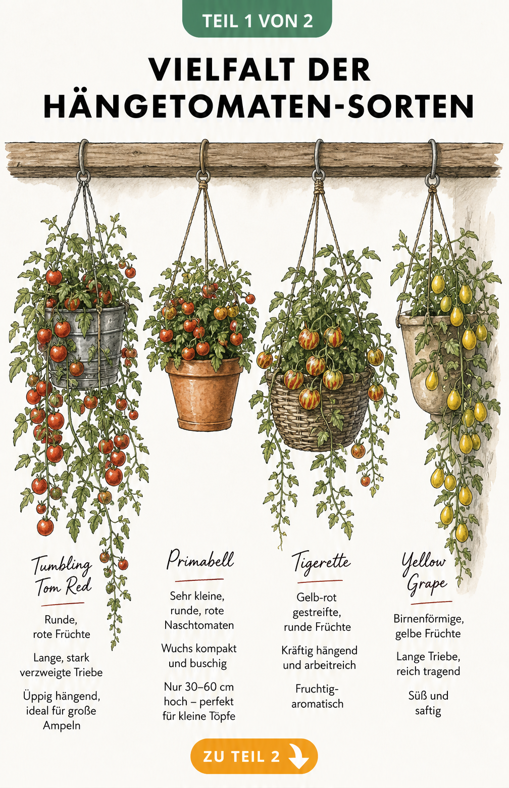 Illustration verschiedener Hängetomaten-Sorten wie Tumbling Tom Red, Primabell, Tigerette und Yellow Grape in Pflanzgefäßen