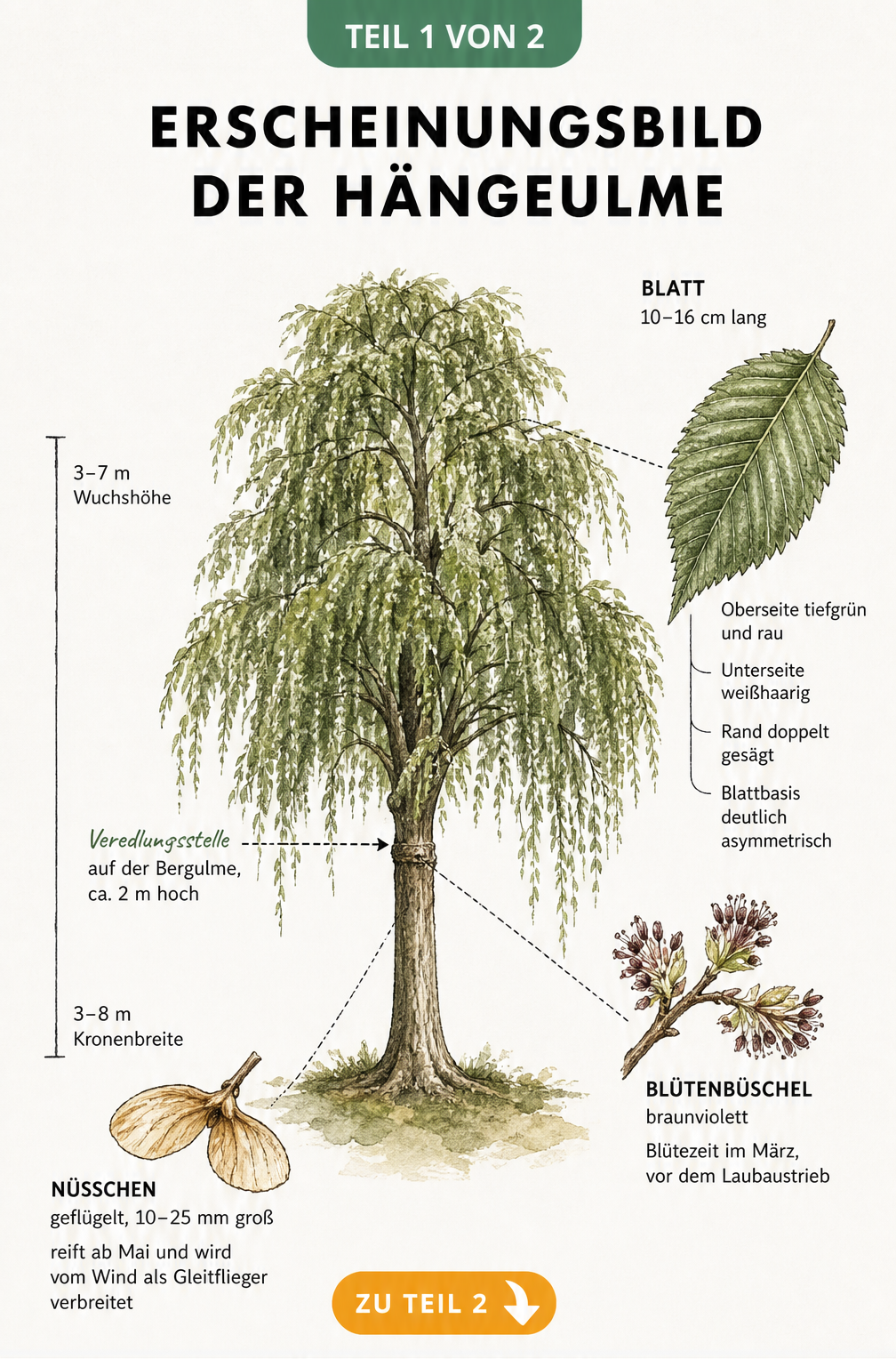 Botanische Illustration der Hängeulme mit Details zu Blättern, Blüten und Nüsschen