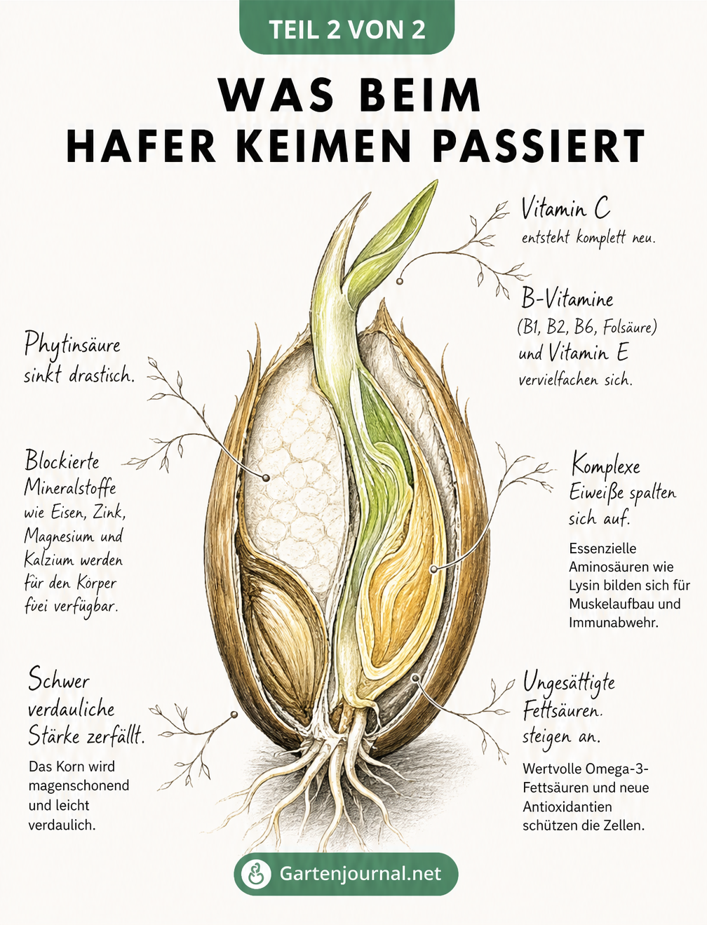 Querschnitt eines keimenden Haferkorns mit Darstellung der Nährstoffveränderungen