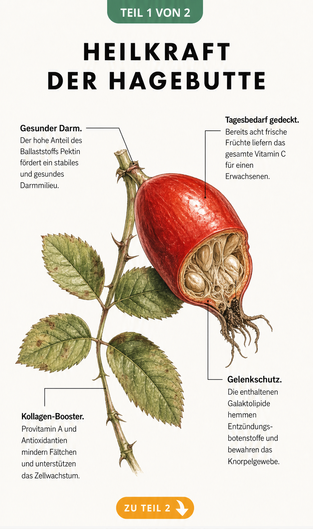 Botanische Illustration einer roten Hagebutte mit Erklärungen zu Vitamin C, Gelenkschutz, Darmgesundheit und Kollagen