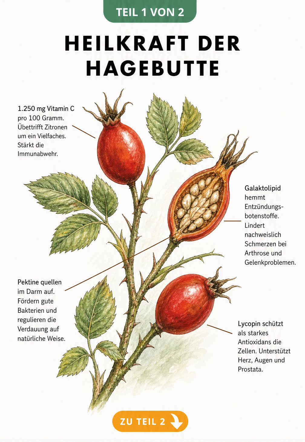Botanische Illustration eines Hagebuttenzweigs mit roten Früchten und Erklärungen zu Vitamin C, Galaktolipid, Pektinen und Lycopin.