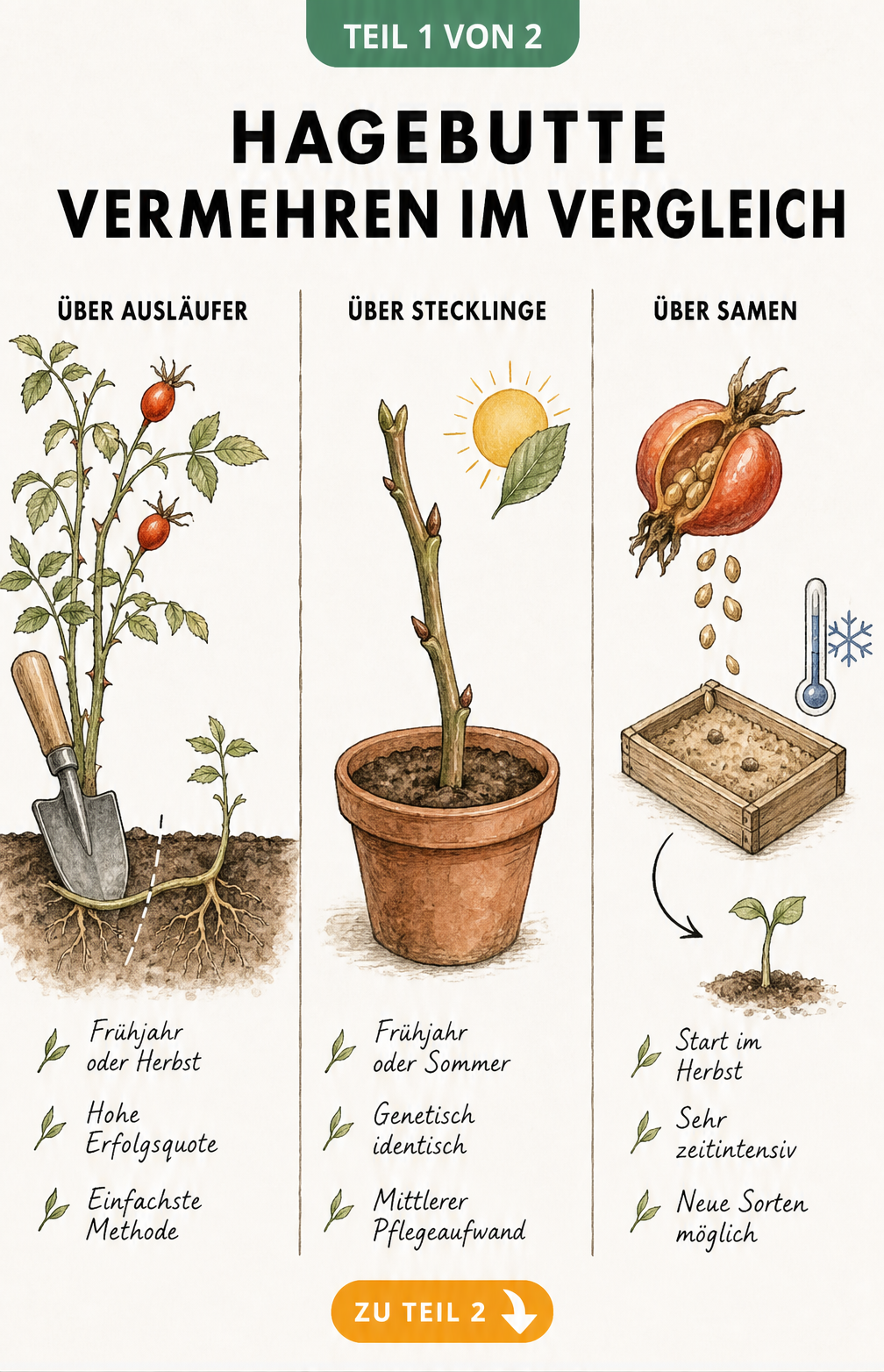 Botanische Illustration der drei Methoden zur Vermehrung von Hagebutten: Ausläufer, Stecklinge und Aussaat