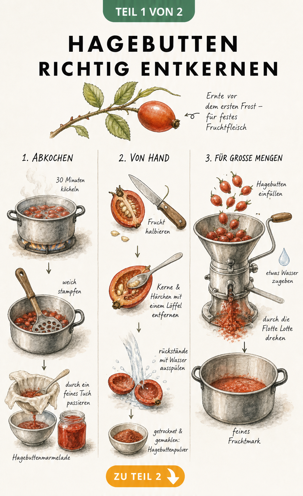 Illustration von drei Methoden zum Entkernen von Hagebutten: Abkochen, Handarbeit und Passiermühle.