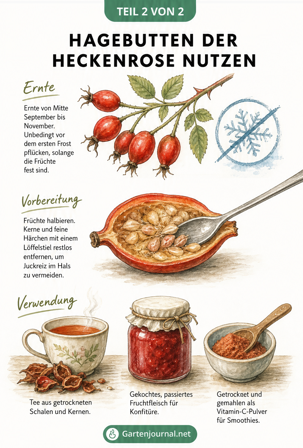 Illustration zur Ernte, Vorbereitung und Verwendung von Hagebutten der Heckenrose für Tee, Konfitüre und Pulver