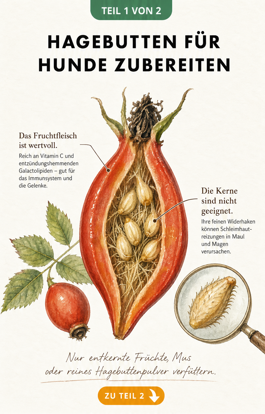 Botanische Illustration einer aufgeschnittenen Hagebutte, die zeigt, dass die Kerne mit Widerhaken vor der Verfütterung an Hunde entfernt werden müssen