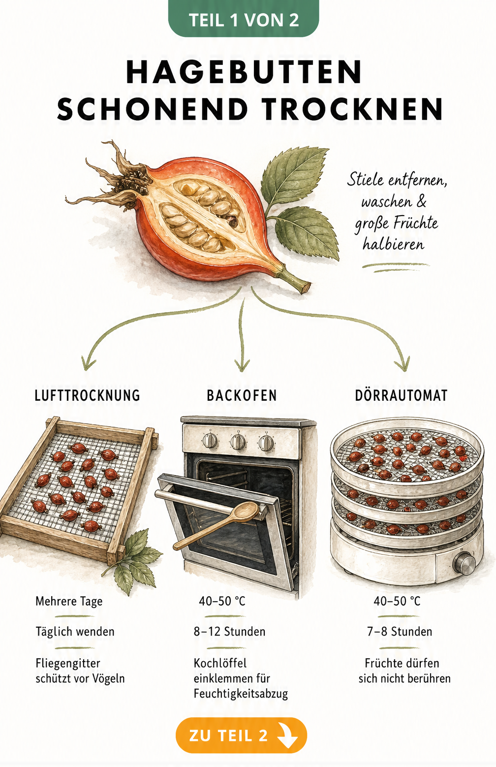 Illustration der drei Methoden zum Hagebutten trocknen: Lufttrocknung, Backofen und Dörrautomat