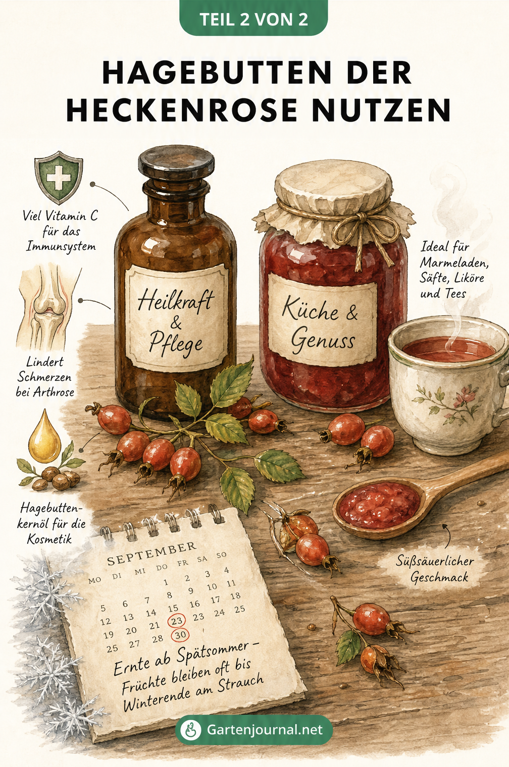 Illustration eines Holztisches mit Hagebutten, einer Apothekerflasche für Heilkraft und einem Einmachglas für Genuss