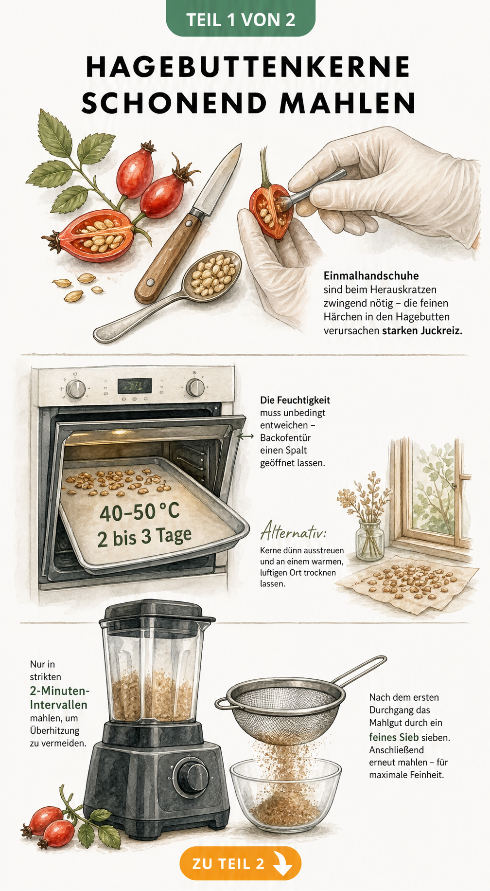 Illustration zur Vorbereitung und zum schonenden Mahlen von Hagebuttenkernen mit Handschuhen, Backofen und Mixer