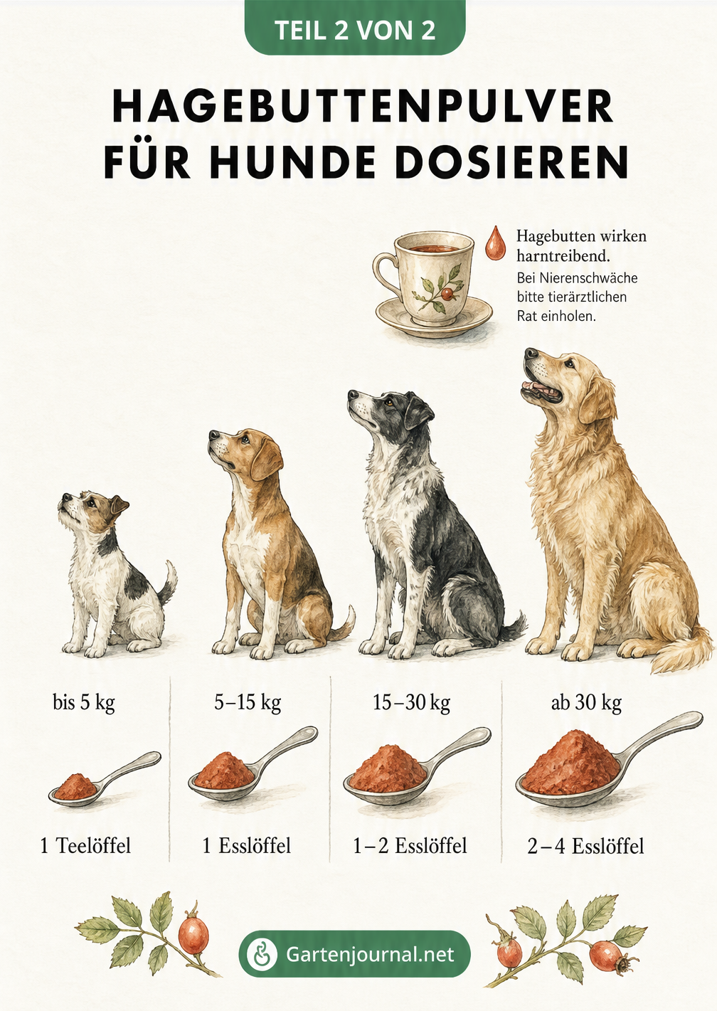 Illustration zur Dosierung von Hagebuttenpulver für Hunde nach Körpergewicht, von einem Teelöffel für kleine Hunde bis zu vier Esslöffeln für große Hunde