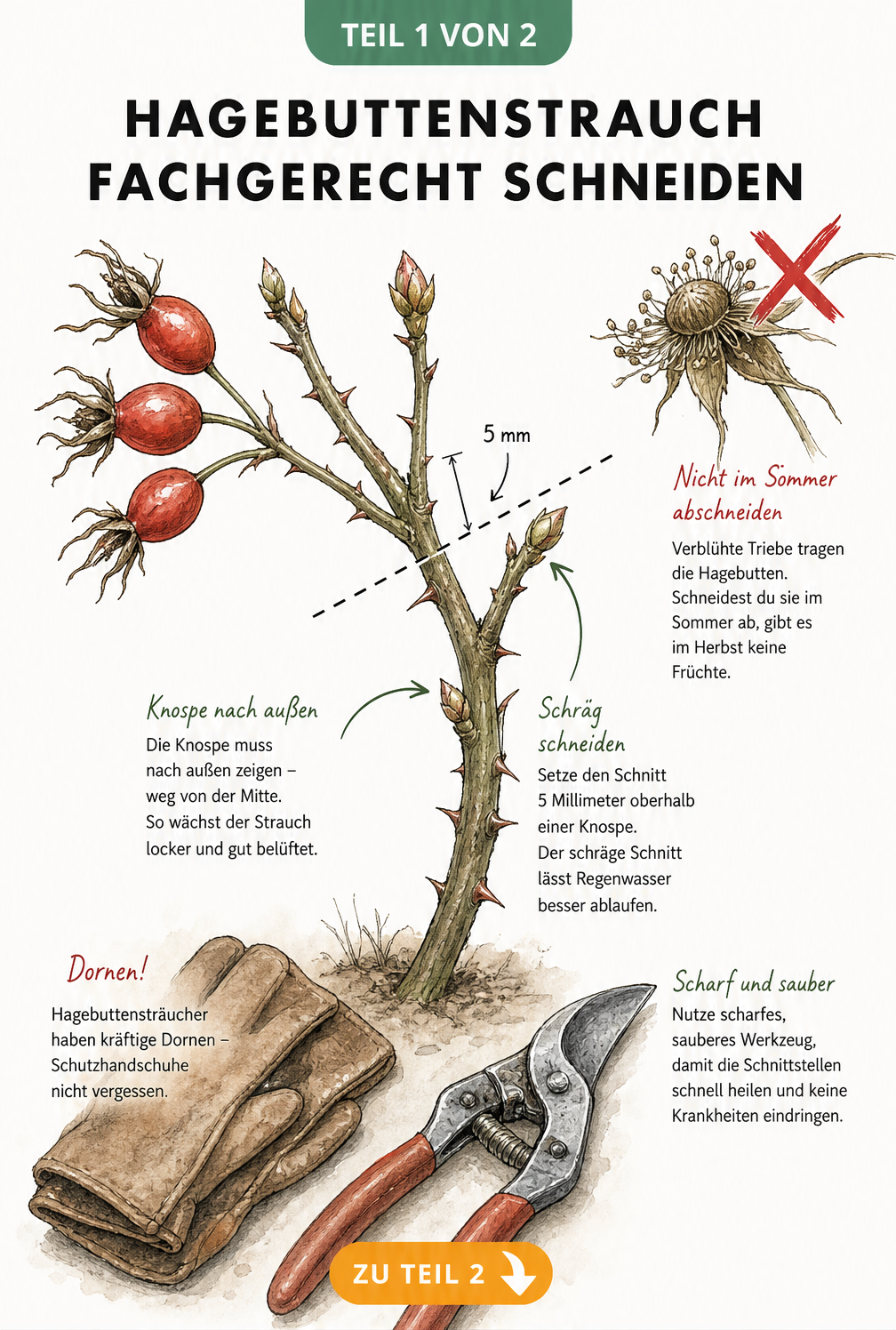 Botanische Illustration eines Hagebuttenzweigs mit Markierung des exakten Schnittpunkts 5 Millimeter über einer nach außen gerichteten Knospe, inklusive...