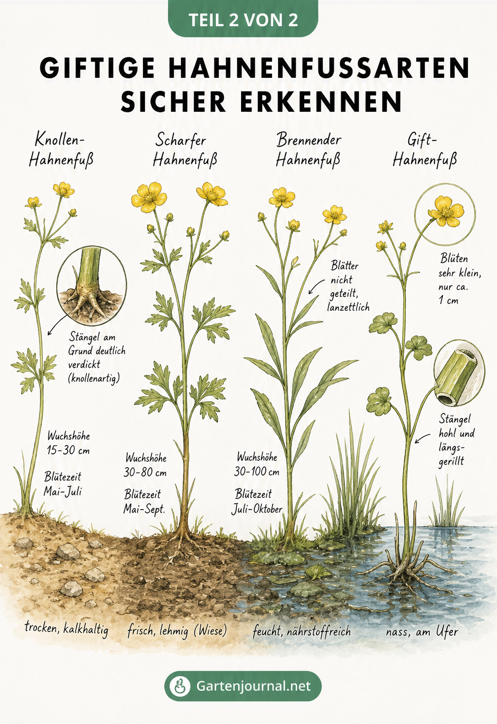 Botanische Lehrtafel mit vier Hahnenfuß-Arten: Knollen-Hahnenfuß, Scharfer Hahnenfuß, Brennender Hahnenfuß und Gift-Hahnenfuß, jeweils mit Standort und...
