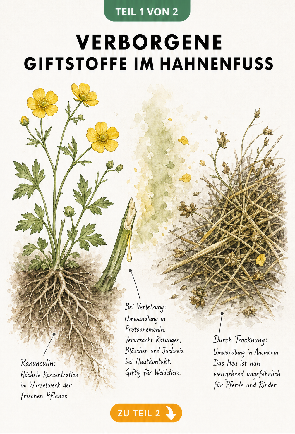 Botanische Illustration des Hahnenfußes, die den Lebenszyklus und die Umwandlung des Giftstoffs Ranunculin in Protoanemonin und Anemonin zeigt.