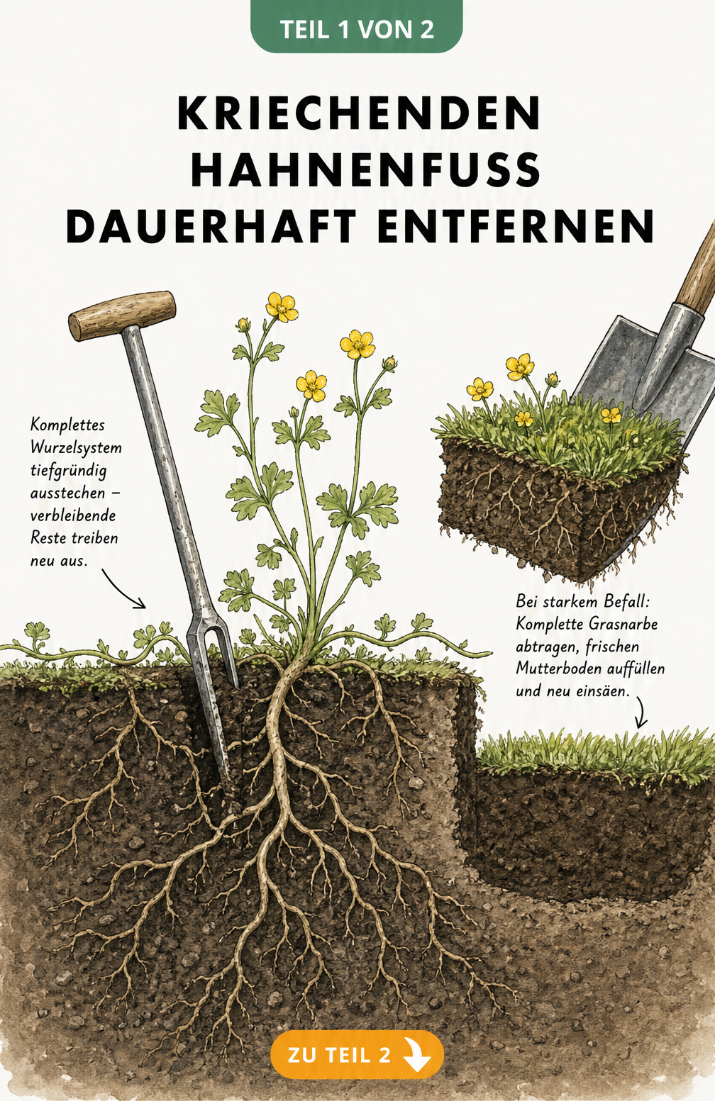Illustration eines Erdschnitts, der das tiefe Ausstechen der Wurzeln von kriechendem Hahnenfuß und das Abtragen der Grasnarbe bei starkem Befall zeigt.