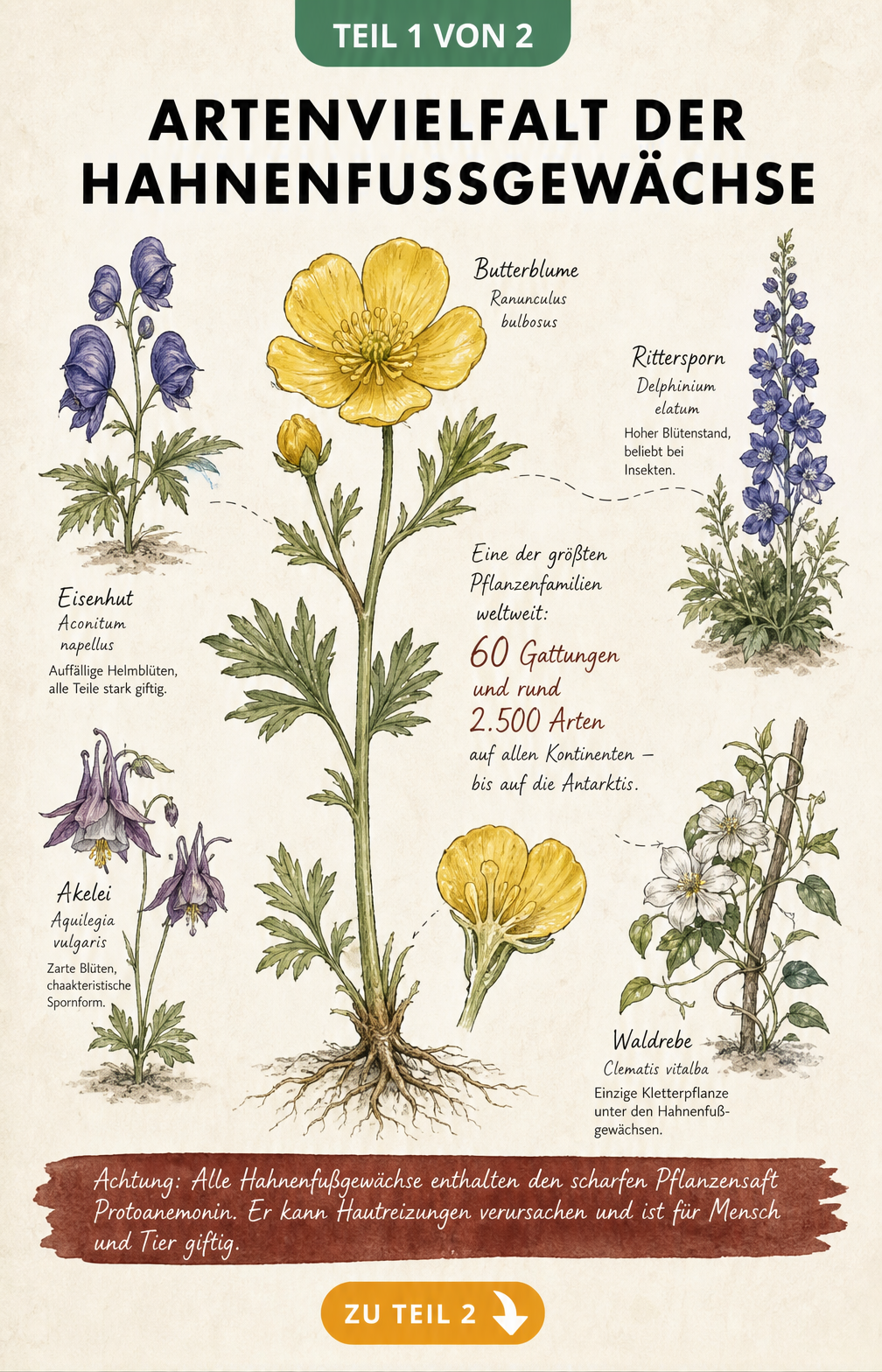 Historische botanische Lehrtafel mit einer gelben Butterblume im Zentrum, umgeben von Eisenhut, Rittersporn, Akelei und Clematis.