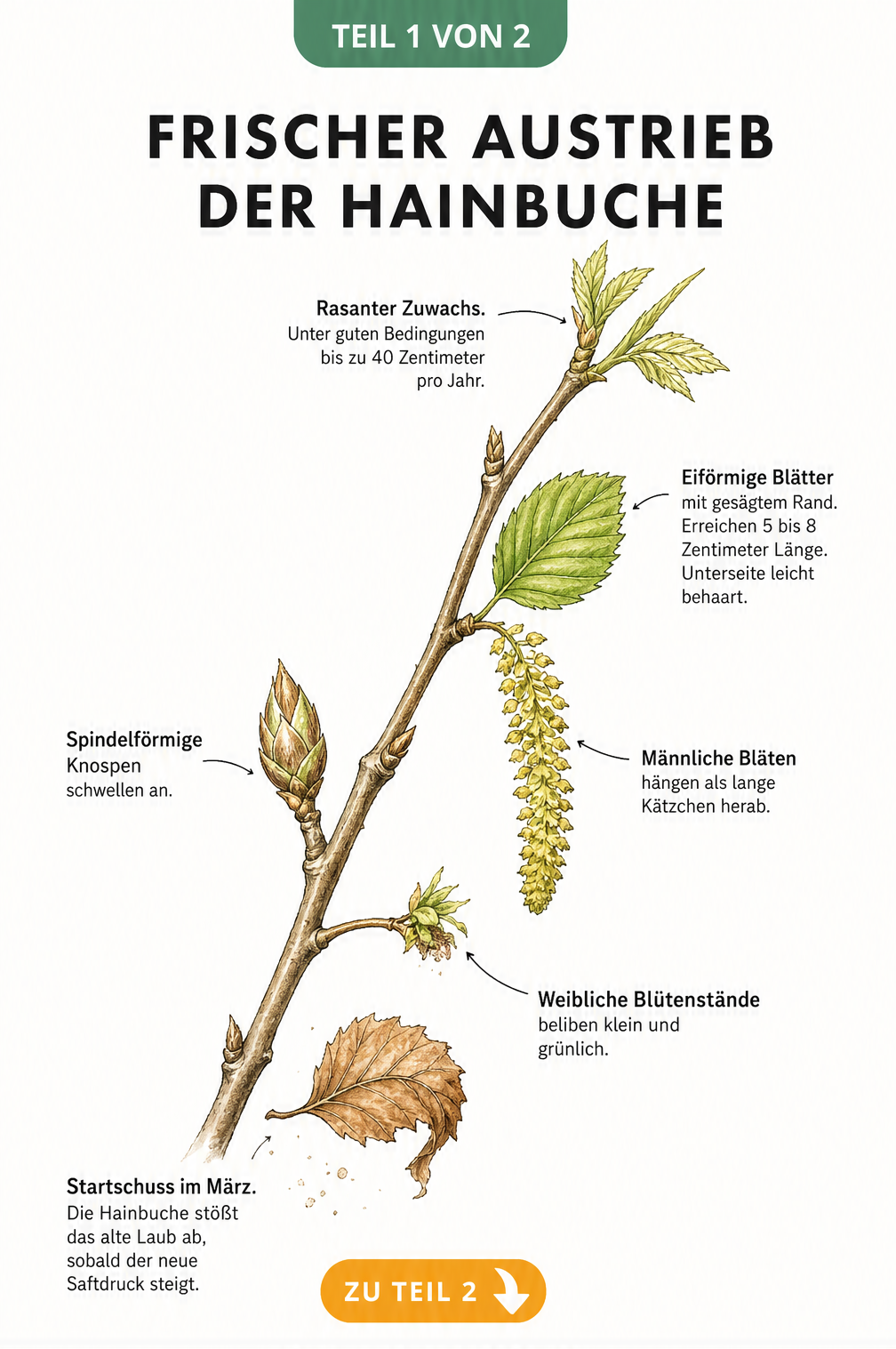Botanische Illustration des Hainbuchen-Austriebs von der Knospe bis zum Blatt