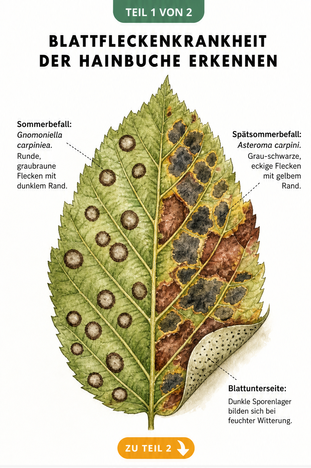 Botanische Illustration eines Hainbuchenblattes mit Sommerbefall durch Gnomoniella carpiniea und Spätsommerbefall durch Asteroma carpini