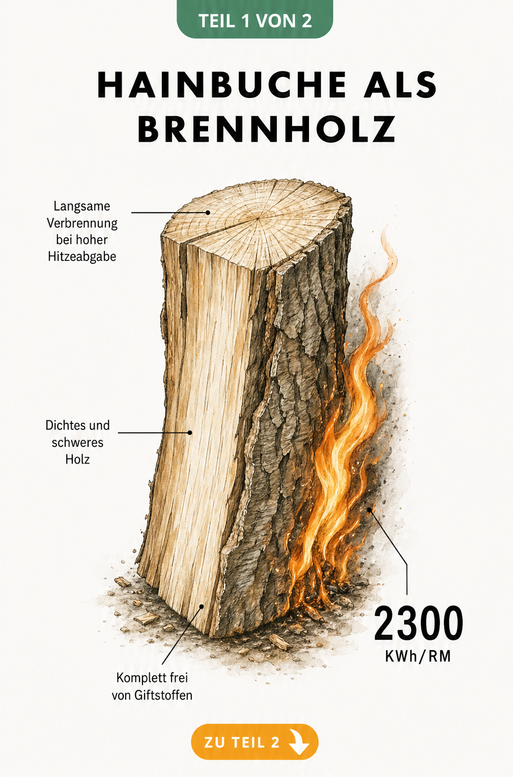 Illustration eines gespaltenen Hainbuchen-Holzscheits mit Flamme und Texten zu Brennwert und Eigenschaften