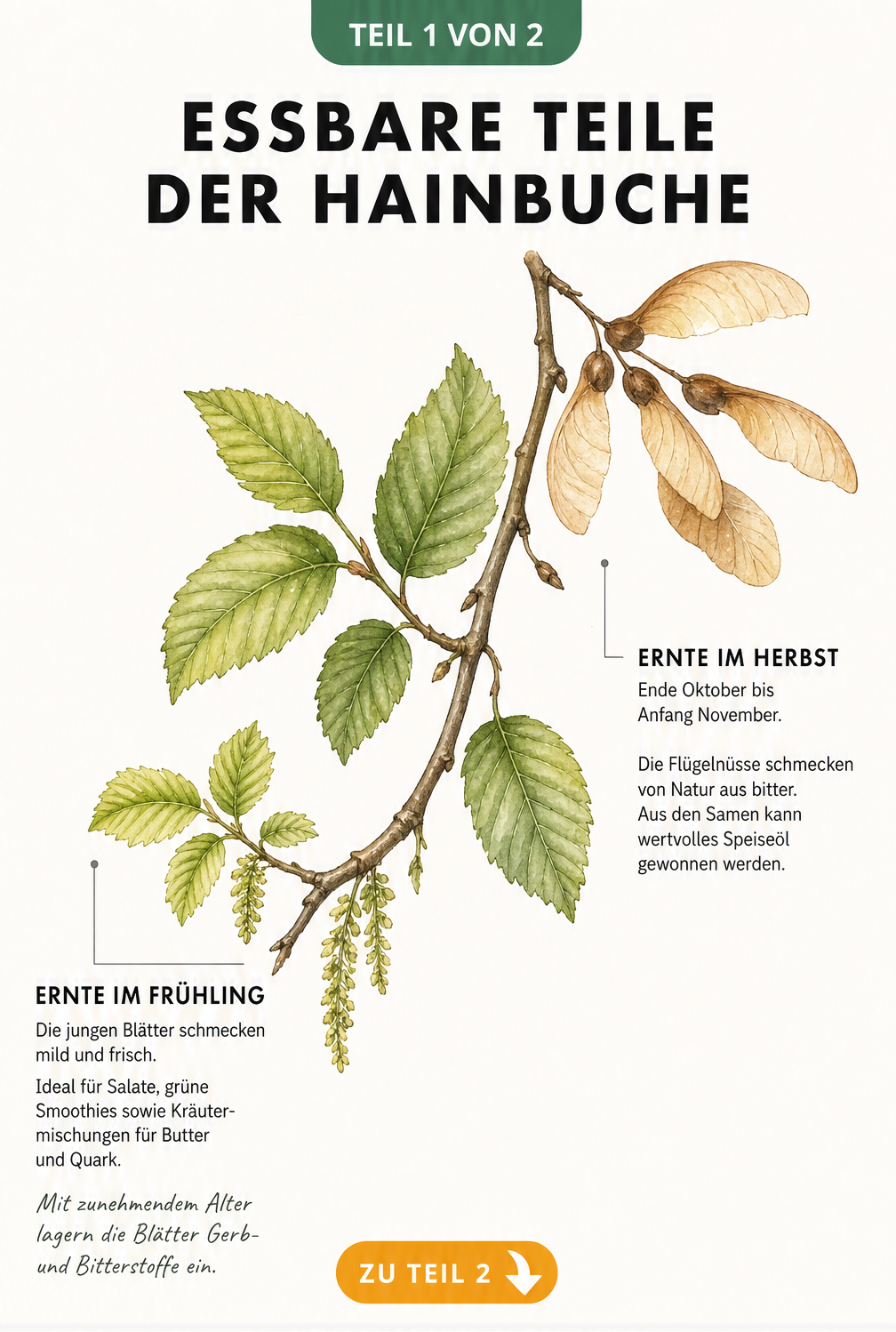 Botanische Illustration eines Hainbuchenzweigs mit jungen Blättern und reifen Flügelnüssen