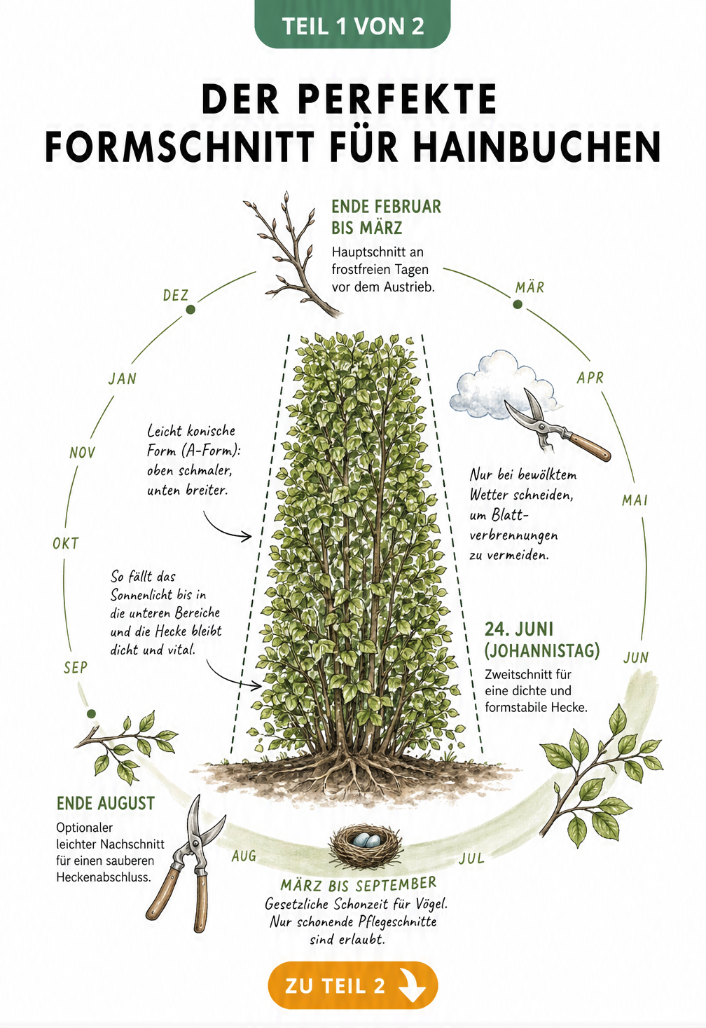 Botanischer Jahreskreis und Querschnitt einer Hainbuchenhecke mit A-Form und Schnittterminen