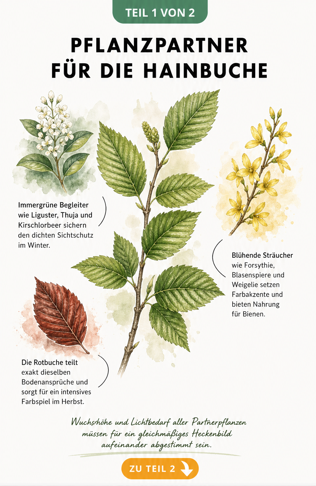 Botanische Illustration von Hainbuche, Liguster, Forsythie und Rotbuche als Heckenpflanzen