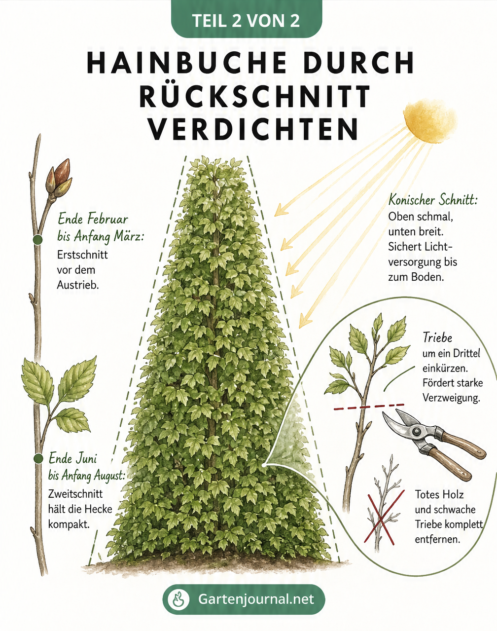 Illustration einer konisch geschnittenen Hainbuchenhecke mit Zeitplan für den Rückschnitt