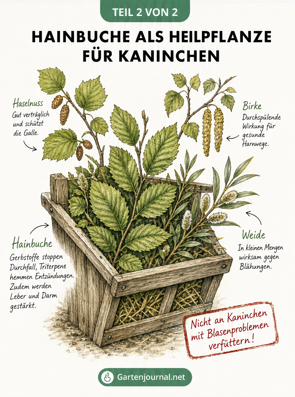 Zeichnung einer Futterkrippe mit Hainbuche, Haselnuss, Birke und Weide als Heilpflanzen für Kaninchen