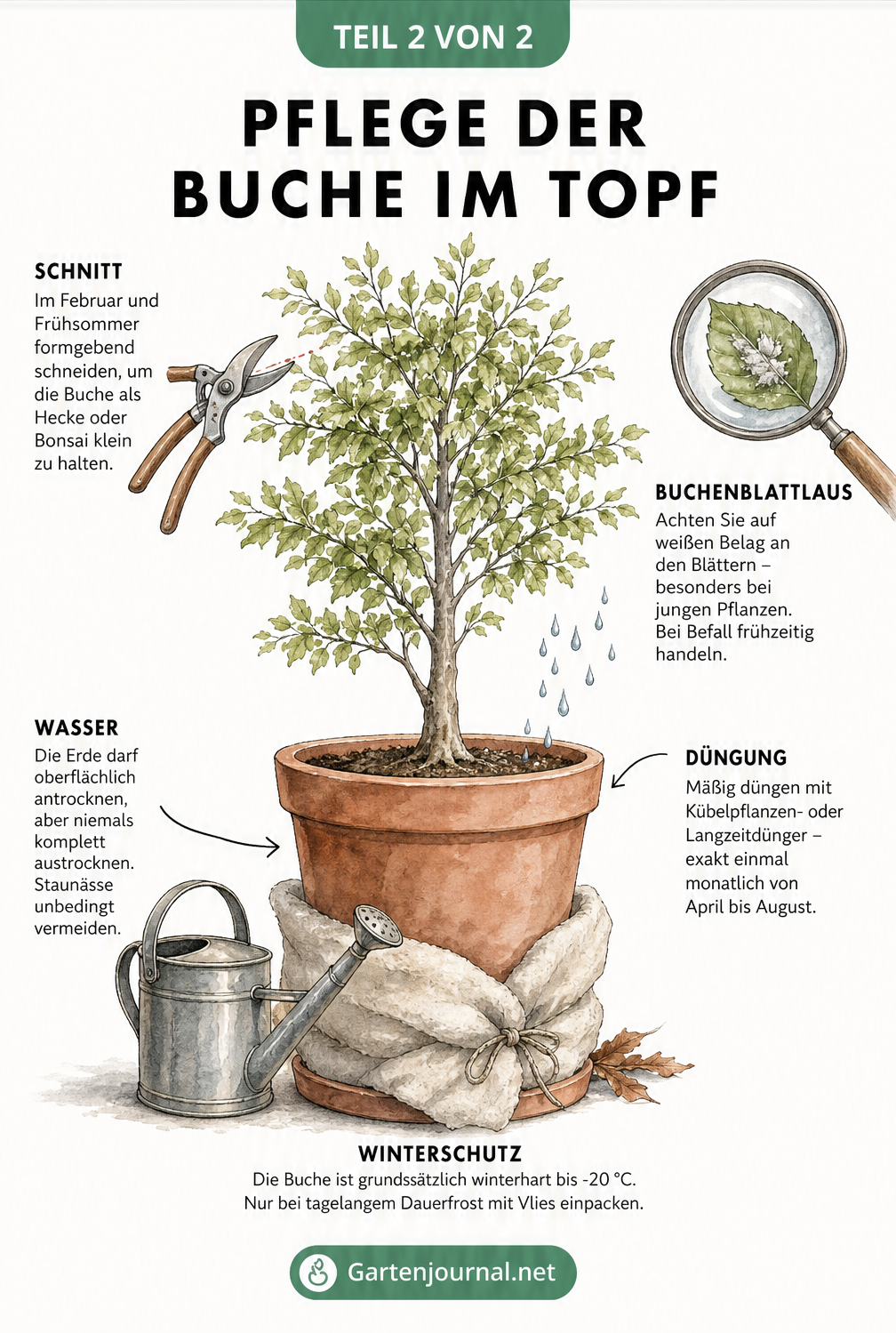 Illustration einer Hainbuche im Topf mit Pflegetipps zu Gießen, Düngen, Schnitt und Überwinterung