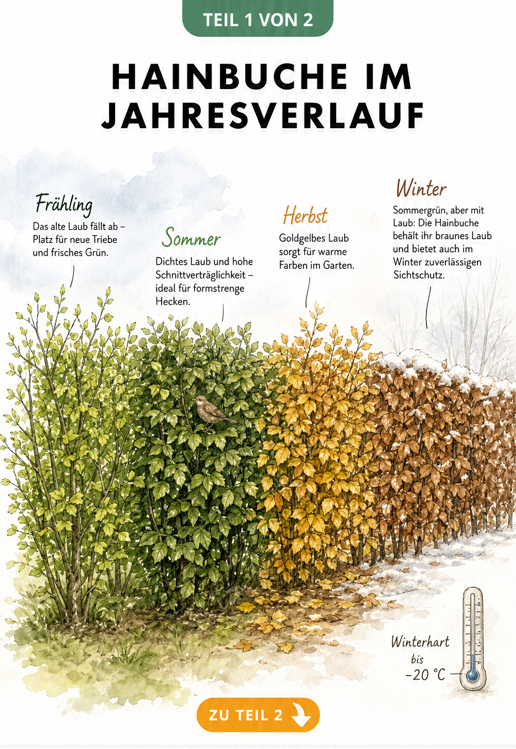 Illustration einer Hainbuche im Jahresverlauf von Frühling bis Winter mit Laubfärbung